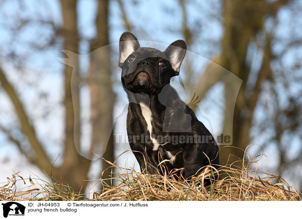 young french bulldog / JH-04953