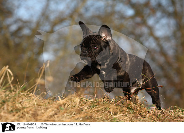 junge Franzsische Bulldogge / young french bulldog / JH-04954