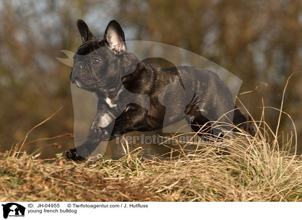 young french bulldog / JH-04955