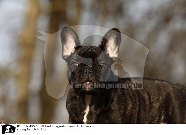 young french bulldog / JH-04957