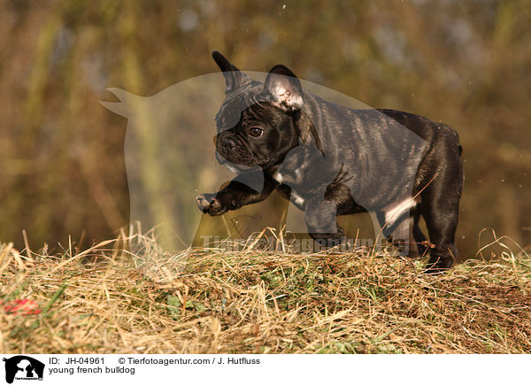 young french bulldog / JH-04961