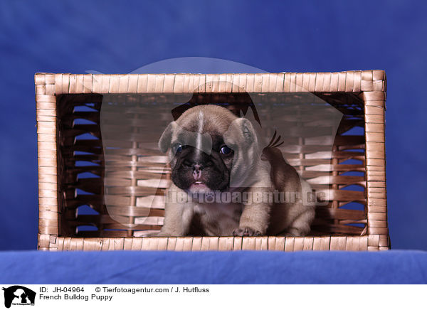 French Bulldog Puppy / JH-04964