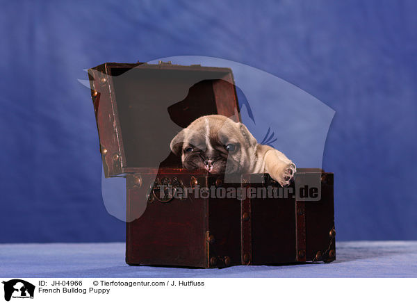 French Bulldog Puppy / JH-04966