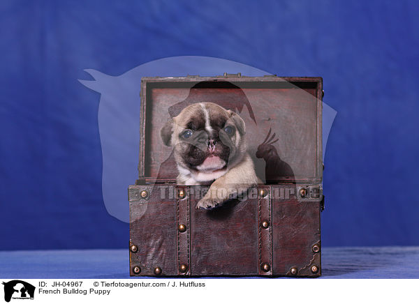 French Bulldog Puppy / JH-04967