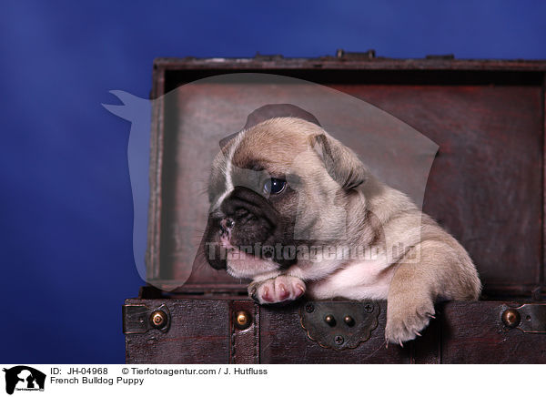 French Bulldog Puppy / JH-04968