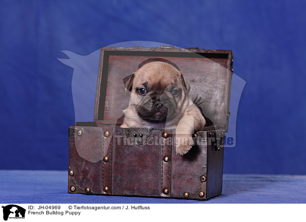 French Bulldog Puppy / JH-04969