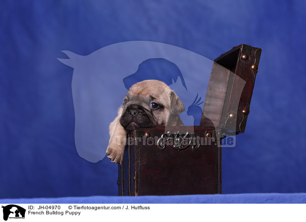 French Bulldog Puppy / JH-04970