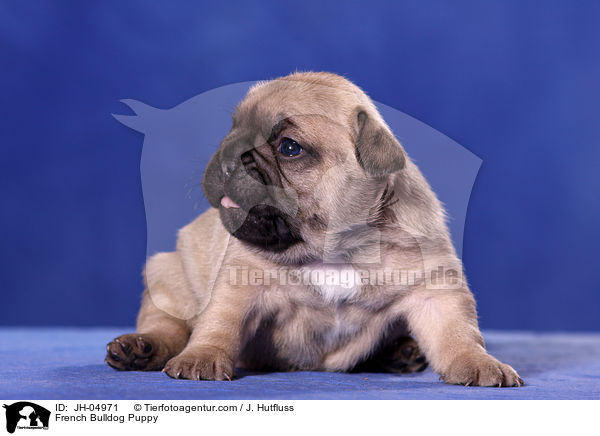 French Bulldog Puppy / JH-04971