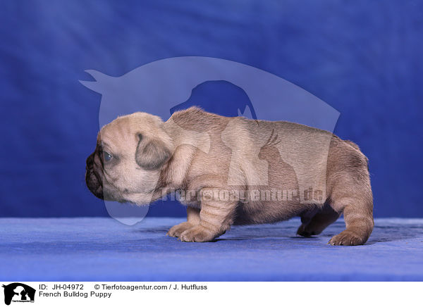 French Bulldog Puppy / JH-04972