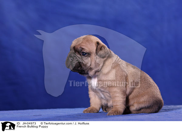 French Bulldog Puppy / JH-04973