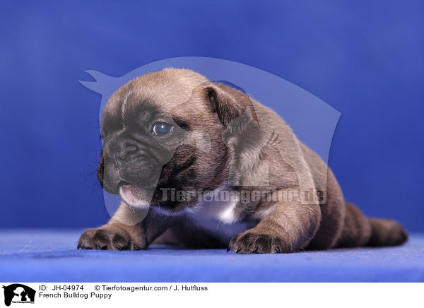 French Bulldog Puppy / JH-04974