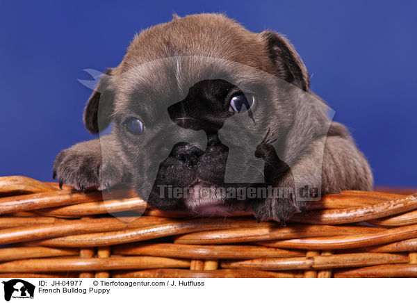 French Bulldog Puppy / JH-04977