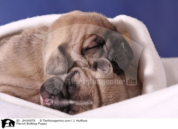 French Bulldog Puppy / JH-04979