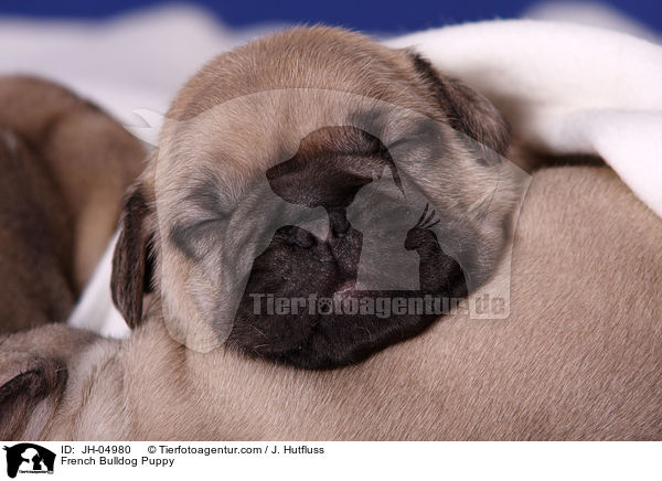French Bulldog Puppy / JH-04980