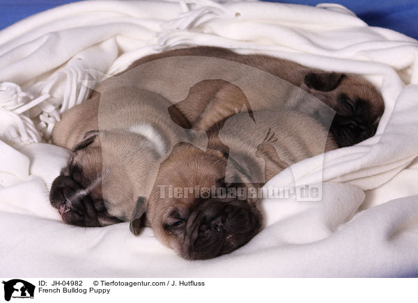 French Bulldog Puppy / JH-04982