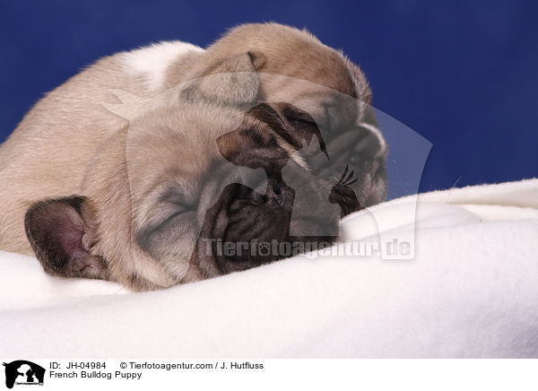 French Bulldog Puppy / JH-04984