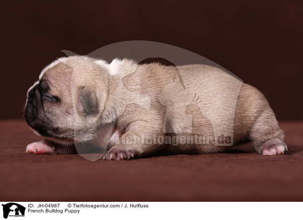 French Bulldog Puppy / JH-04987