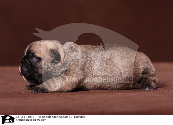 French Bulldog Puppy / JH-04993