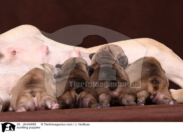 suckling puppies / JH-04995