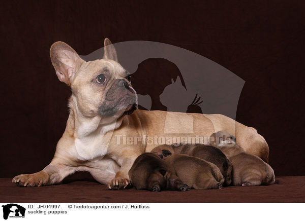 suckling puppies / JH-04997