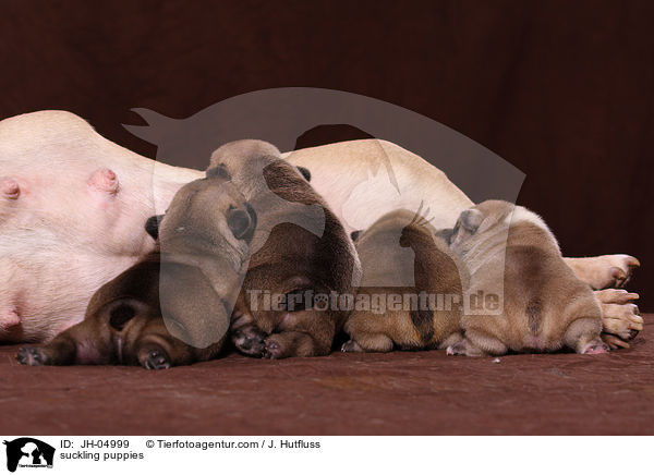 suckling puppies / JH-04999