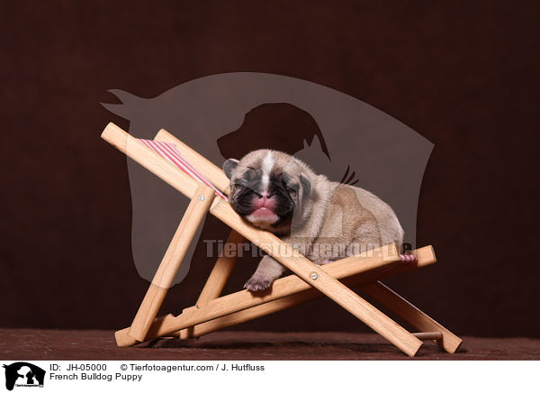 Franzsische Bulldogge Welpe / French Bulldog Puppy / JH-05000