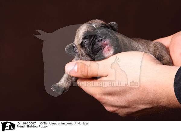 French Bulldog Puppy / JH-05007