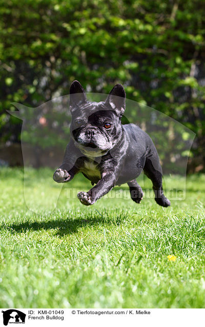 Franzsische Bulldogge / French Bulldog / KMI-01049