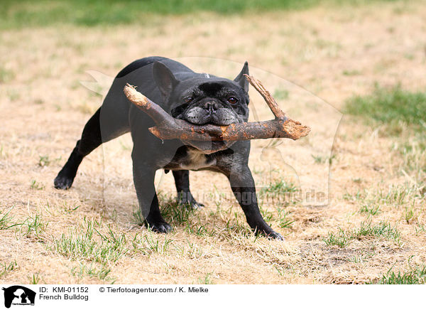 Franzsische Bulldogge / French Bulldog / KMI-01152