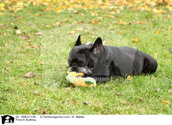 French Bulldog / KMI-01159