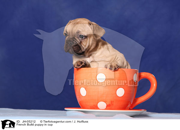 French Bulldog Welpe in Tasse / French Bulld puppy in cup / JH-05212