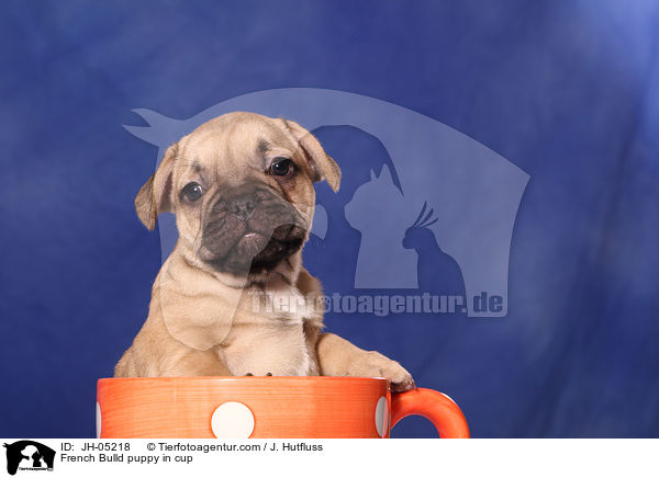 French Bulld puppy in cup / JH-05218