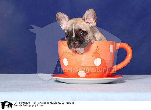 French Bulld puppy in cup / JH-05220