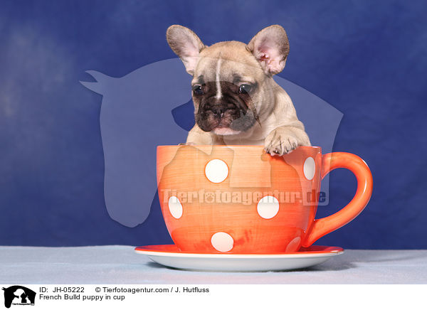 French Bulld puppy in cup / JH-05222