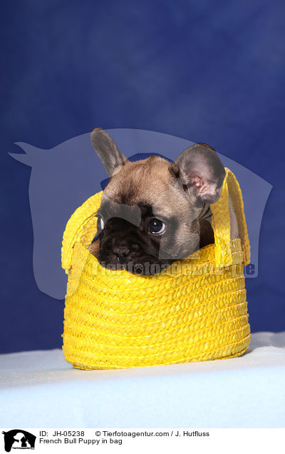 French Bulldog Welpe in Tasche / French Bull Puppy in bag / JH-05238