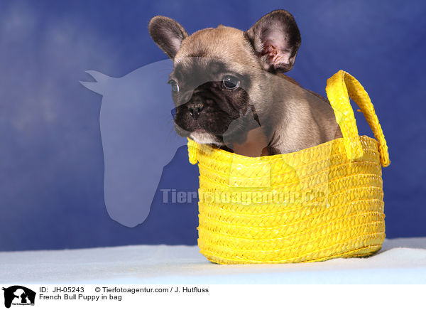French Bull Puppy in bag / JH-05243