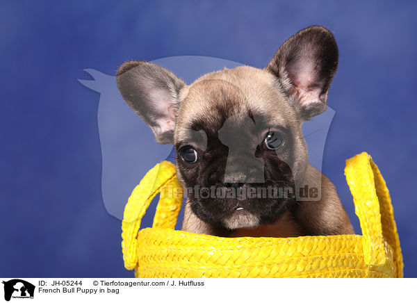 French Bull Puppy in bag / JH-05244