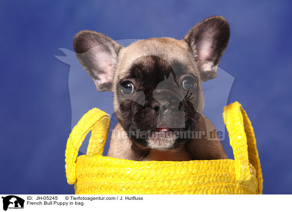 French Bull Puppy in bag / JH-05245