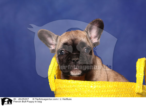 French Bulldog Welpe in Tasche / French Bull Puppy in bag / JH-05247