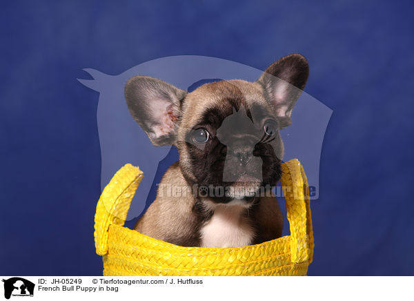French Bull Puppy in bag / JH-05249