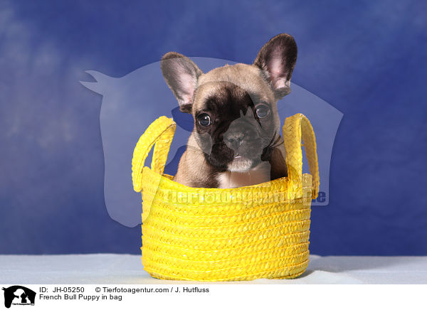 French Bulldog Welpe in Tasche / French Bull Puppy in bag / JH-05250