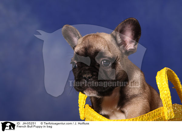 French Bull Puppy in bag / JH-05251