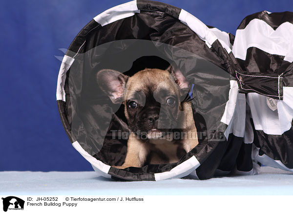 French Bulldog Puppy / JH-05252