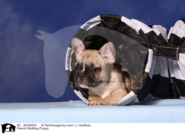 French Bulldog Puppy / JH-05254