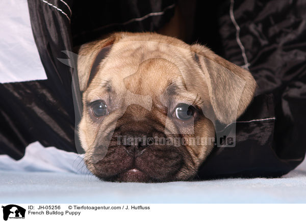 French Bulldog Puppy / JH-05256