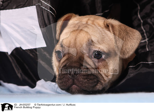 French Bulldog Puppy / JH-05257