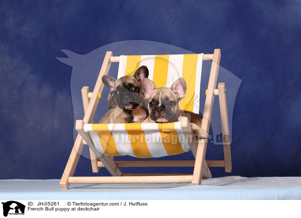 French Bulldog Welpe auf Liegestuhl / French Bull puppy at deckchair / JH-05261
