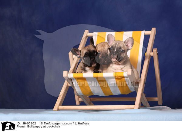 French Bull puppy at deckchair / JH-05262