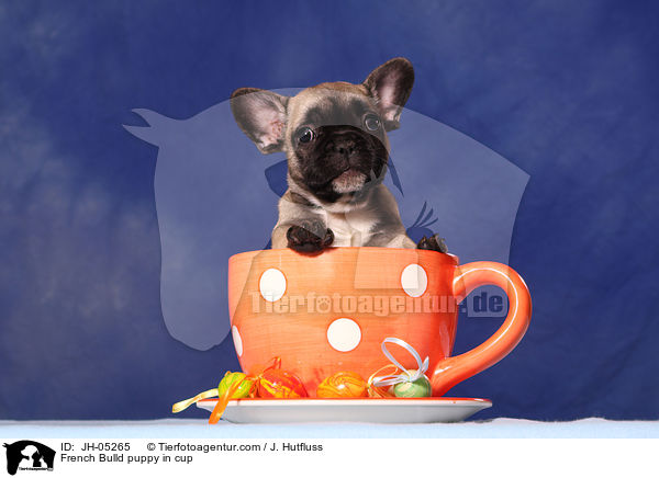 French Bulld puppy in cup / JH-05265