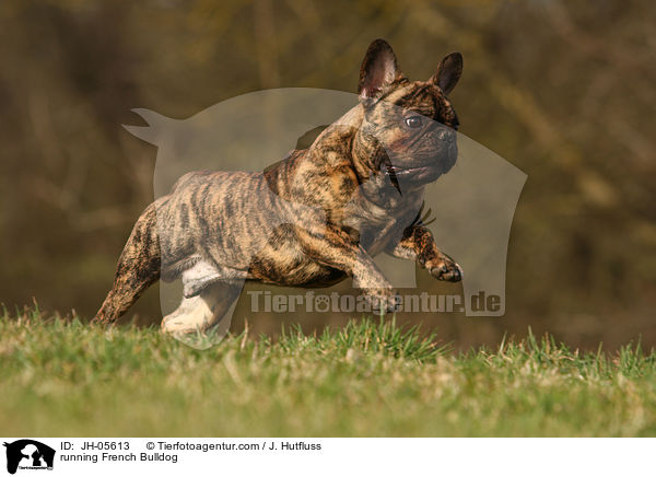 rennende Franzsische Bulldogge / running French Bulldog / JH-05613